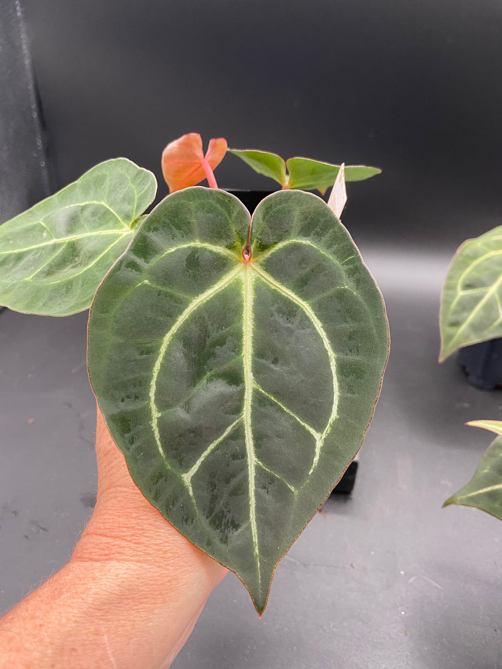 Anthurium Michelle x Open Pollination — Grower's Choice Starter