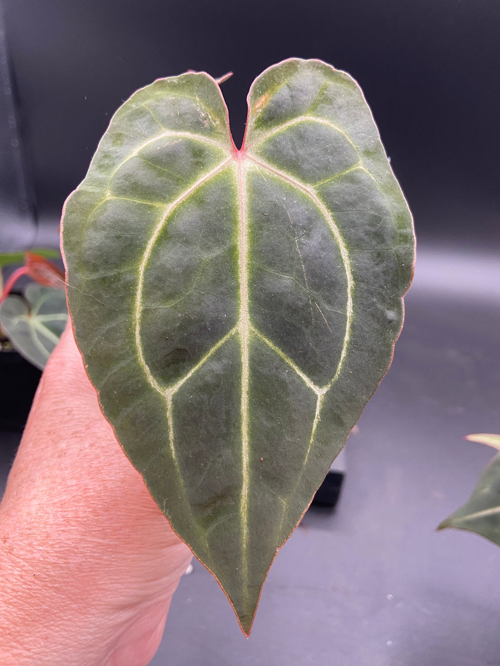 Anthurium Michelle x Open Pollination — Grower's Choice Starter