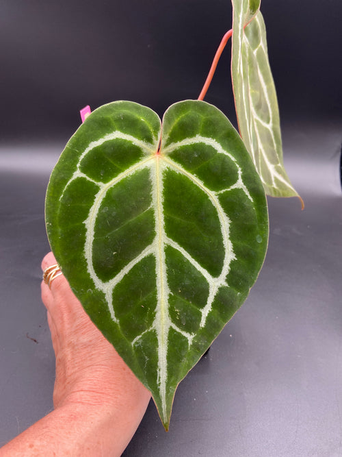 Anthurium (Magnificum x Forgetti) X Michelle. — WYSIWYG