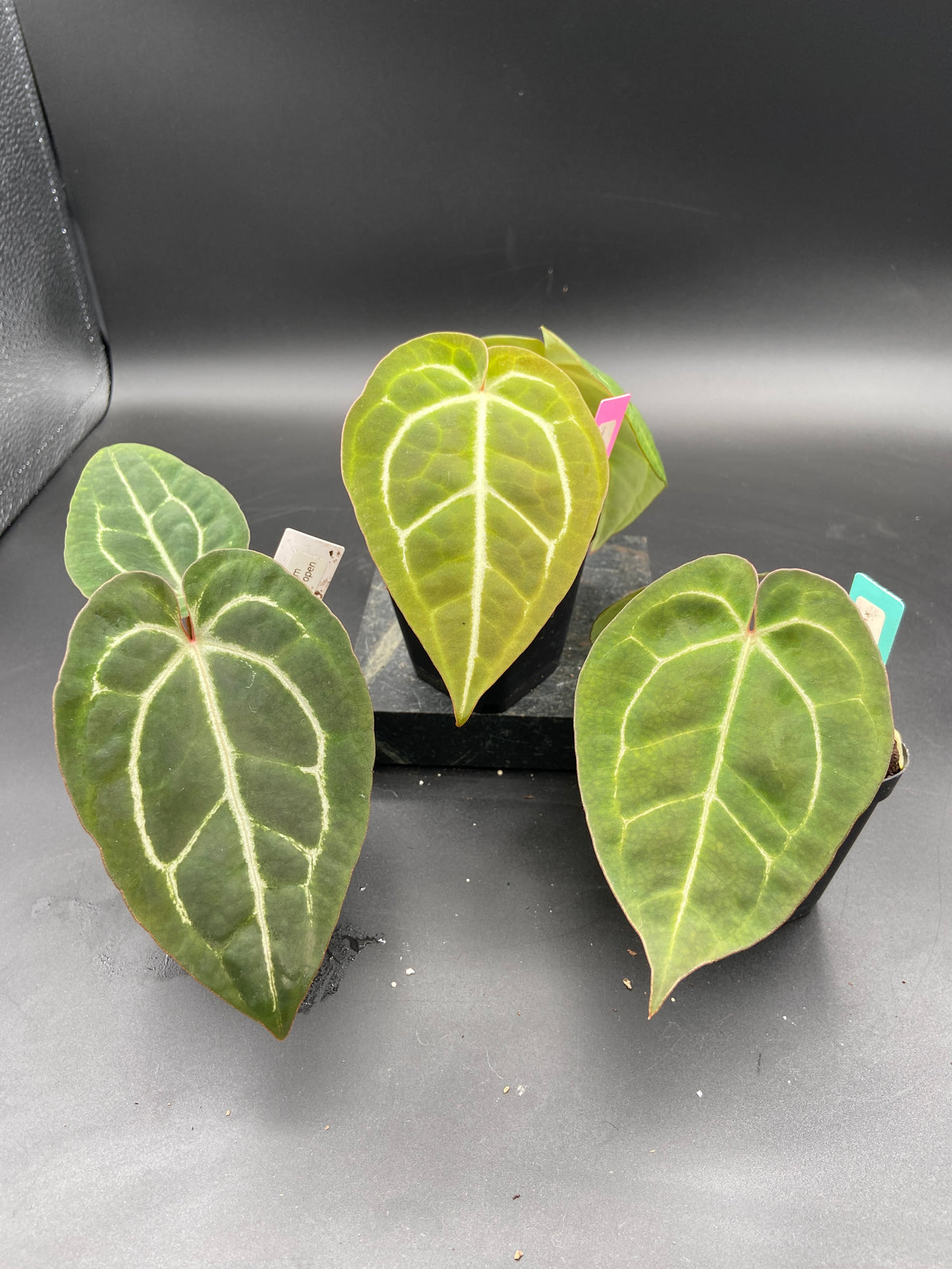 Anthurium Hybrid Trio - Growers Choice