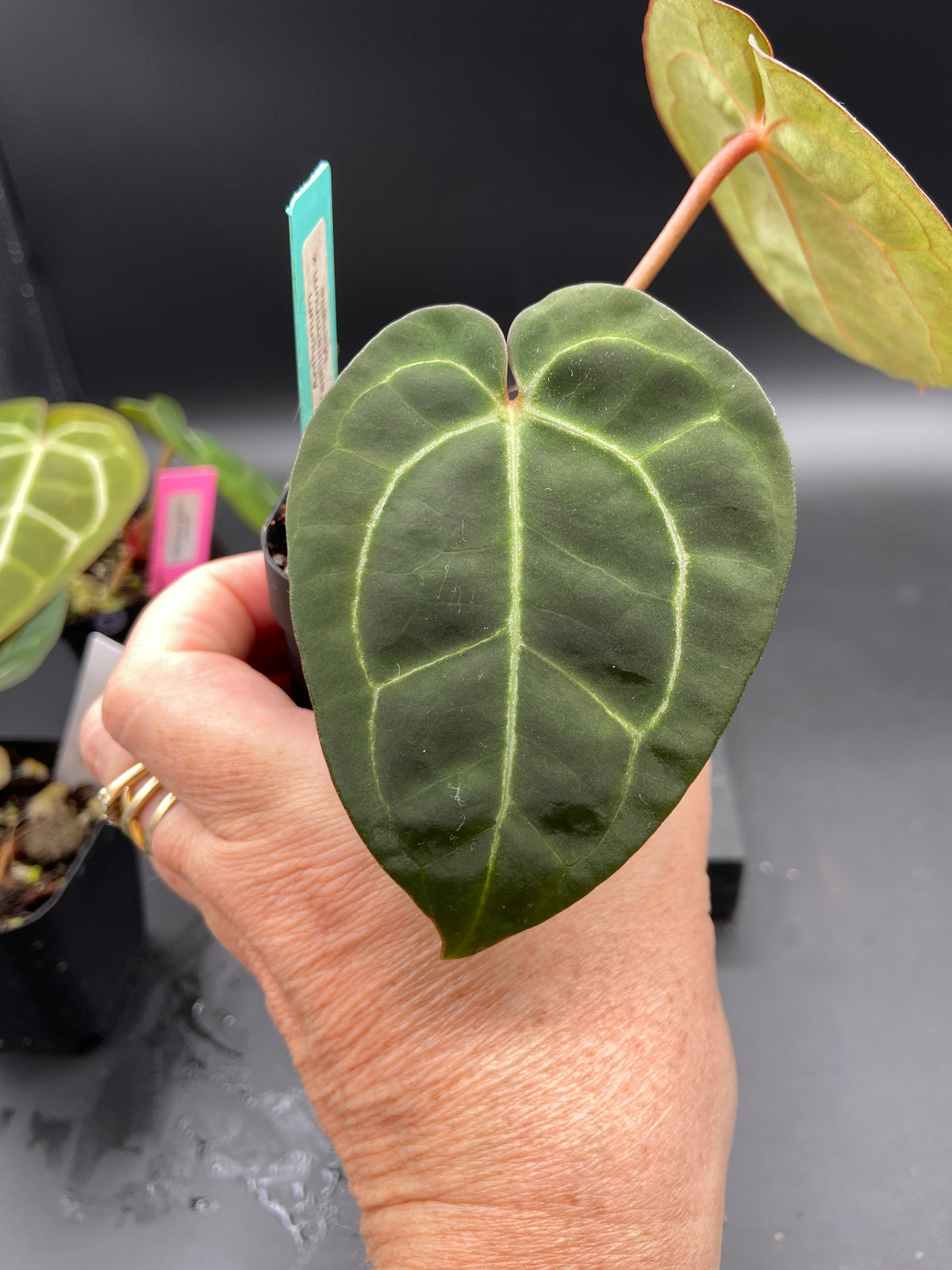 Anthurium Hybrid Trio - Growers Choice