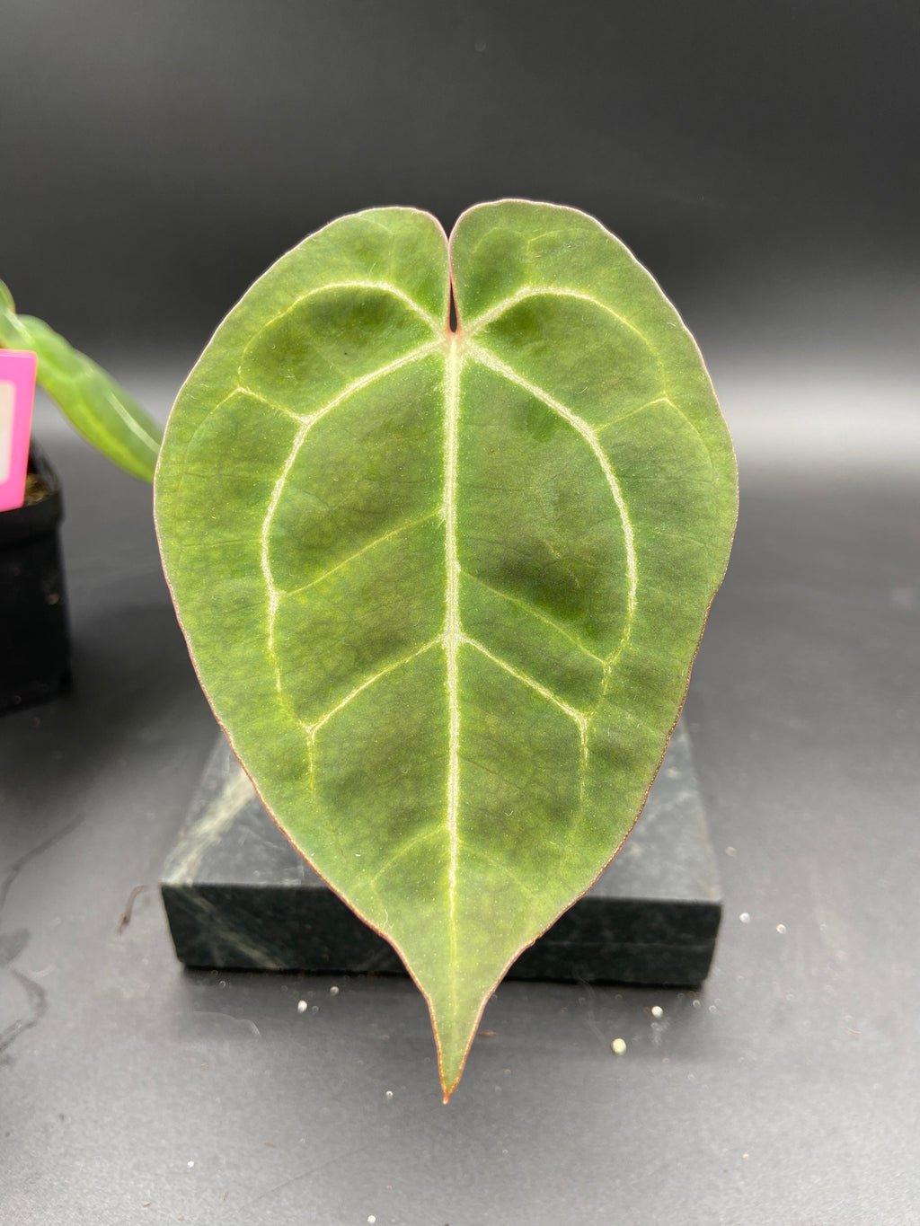 Anthurium Hybrid Trio - Growers Choice