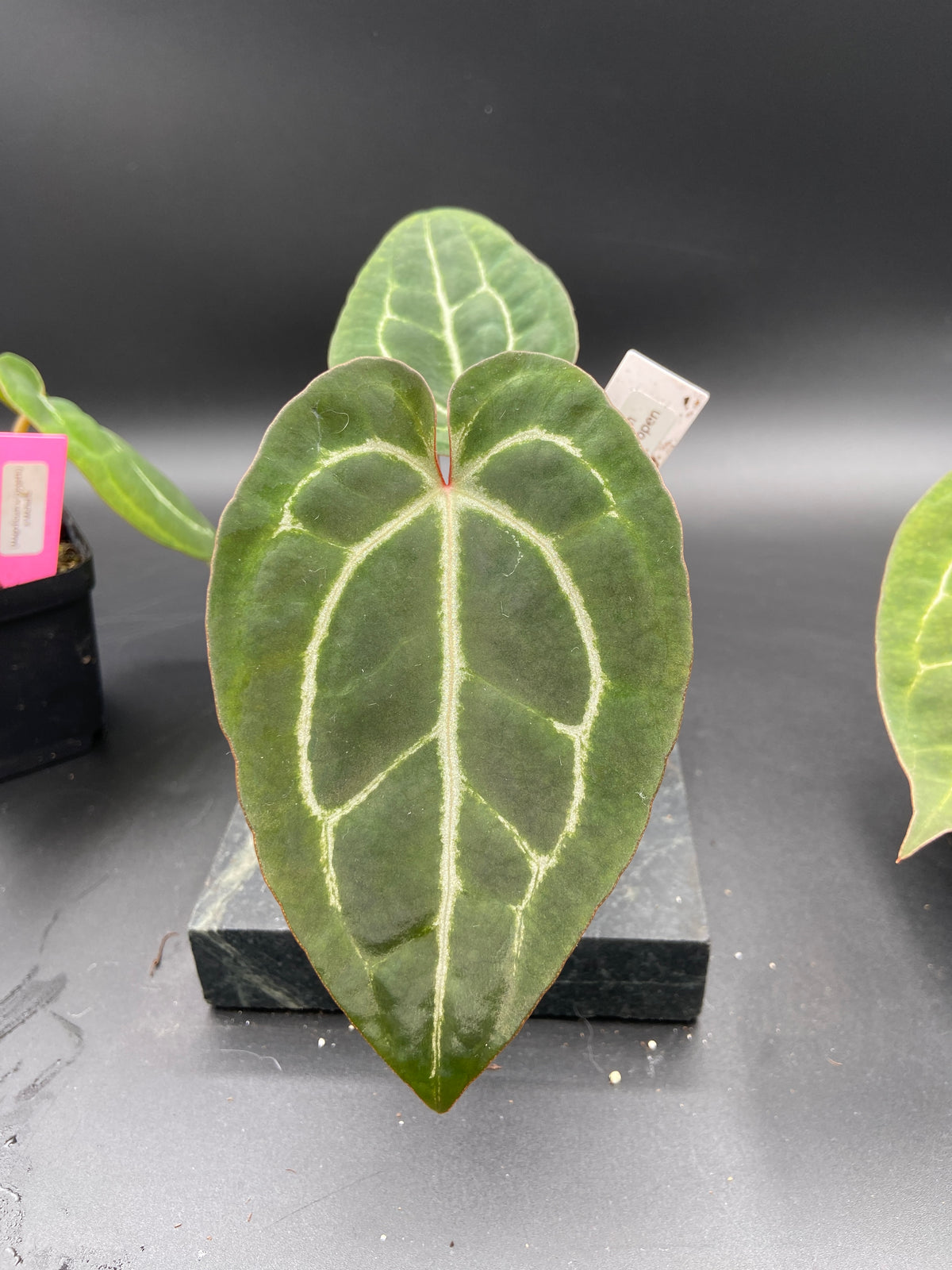 Anthurium Hybrid Trio - Growers Choice