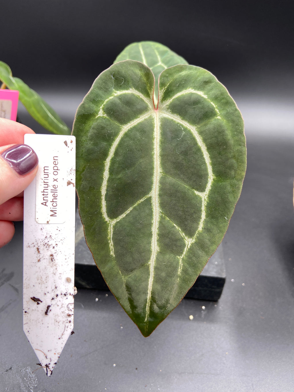 Anthurium Hybrid Trio - Growers Choice