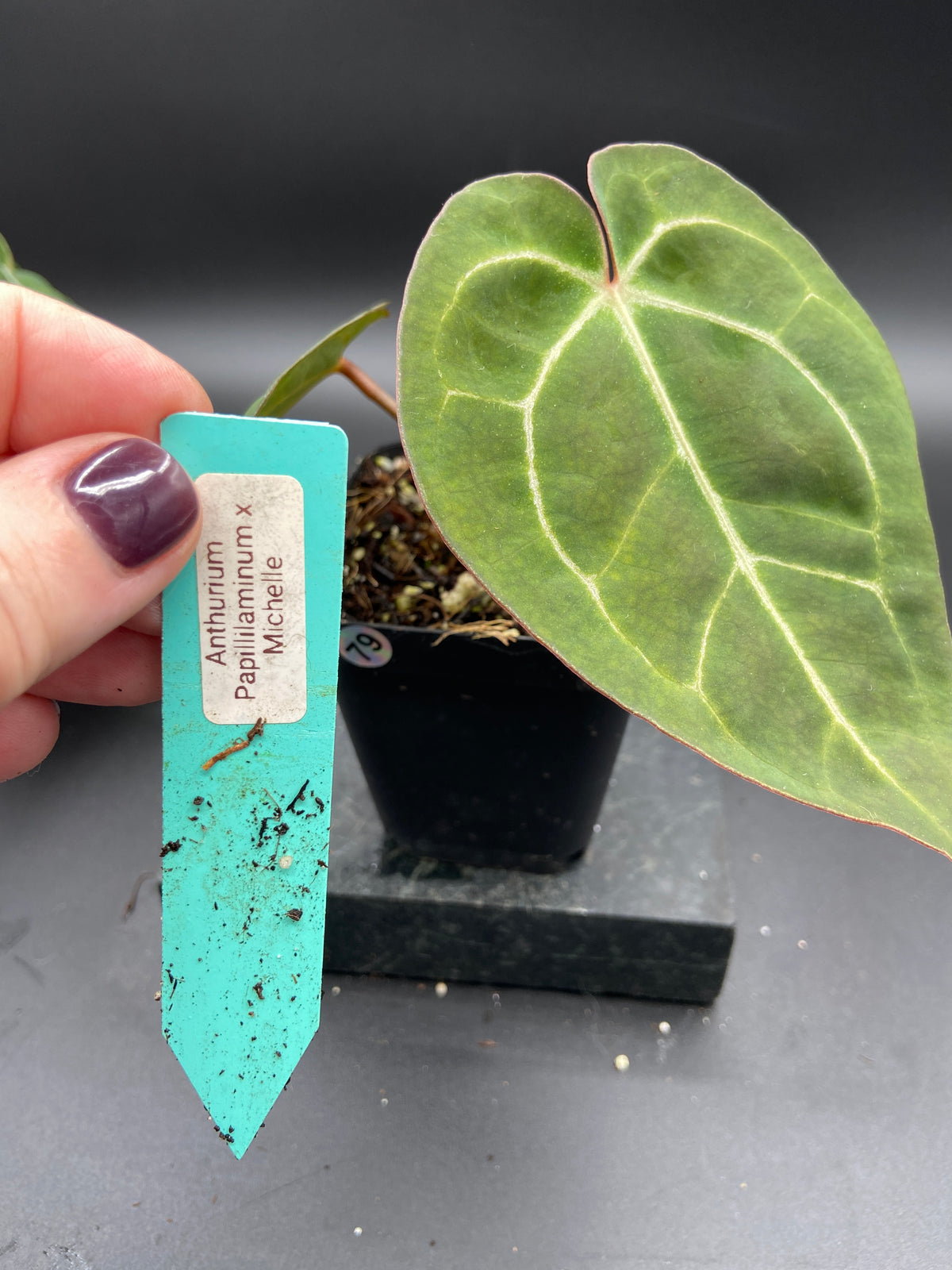 Anthurium Hybrid Trio - Growers Choice