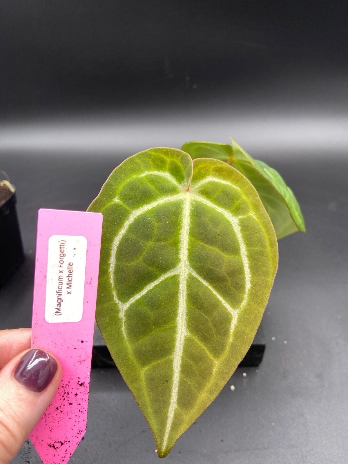 Anthurium (Magnificum x Forgetti) x Michelle — Grower's Choice