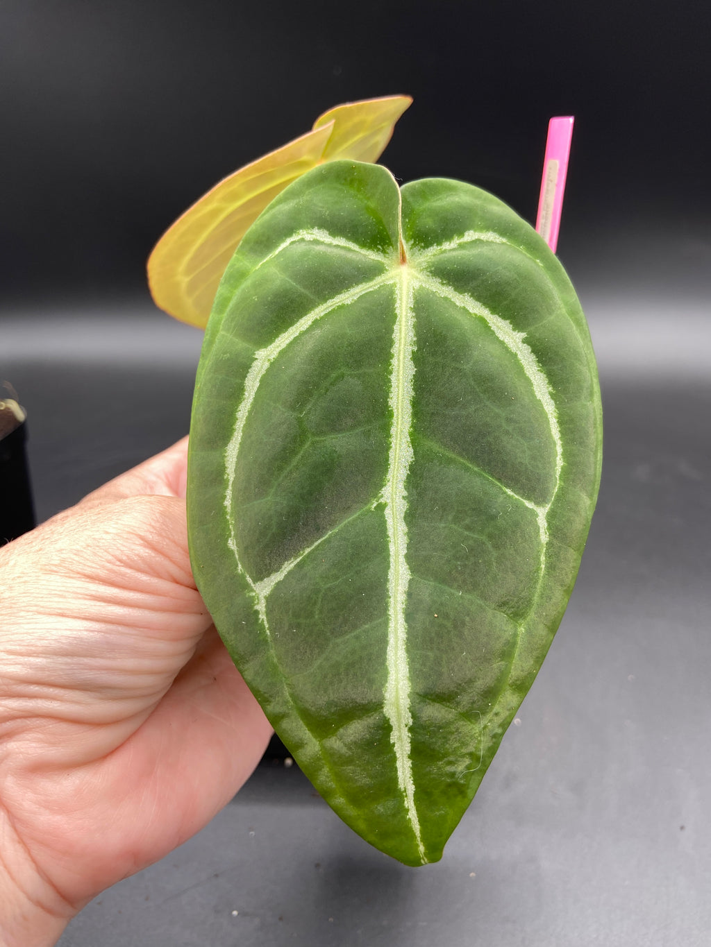 Anthurium (Magnificum x Forgetti) x Michelle — Grower's Choice