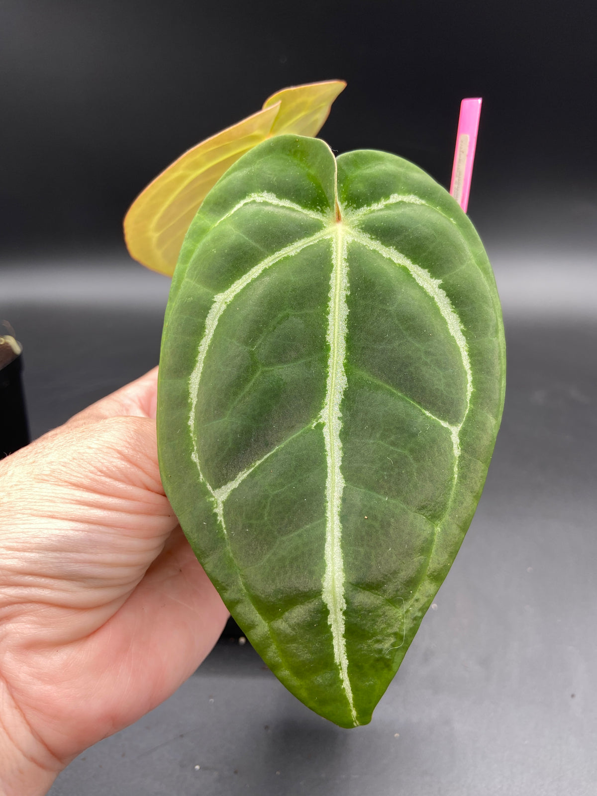Anthurium (Magnificum x Forgetti) x Michelle — Grower's Choice