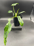 Philodendron Mottled Dragon — Grower's Choice