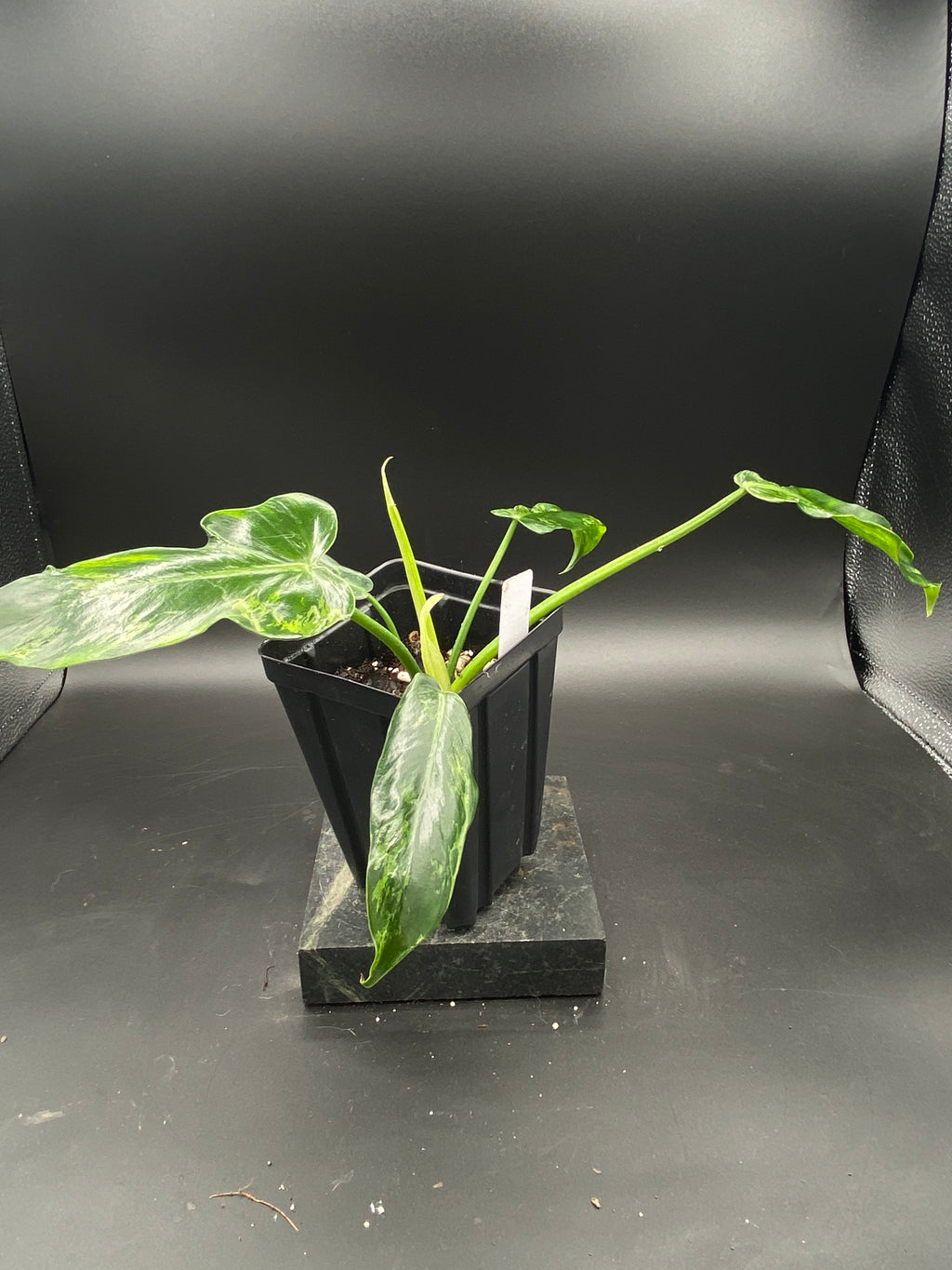Philodendron Mottled Dragon — Grower's Choice