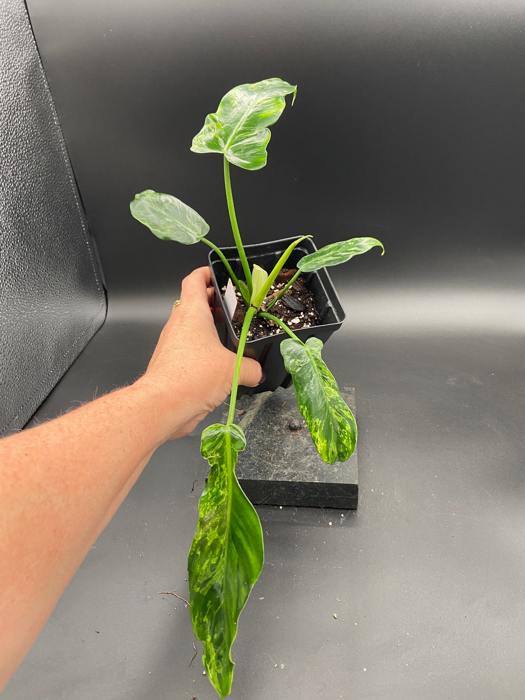 Philodendron Mottled Dragon — Grower's Choice