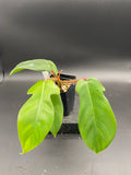 Philodendron Squamiferum — Grower's Choice