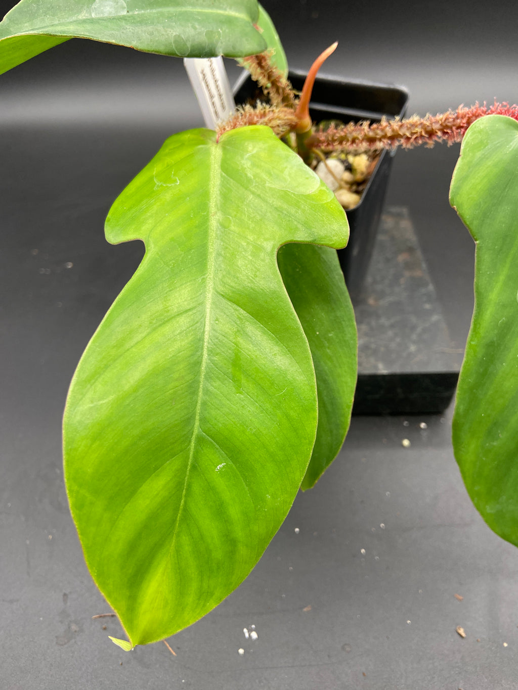 Philodendron Squamiferum — Grower's Choice
