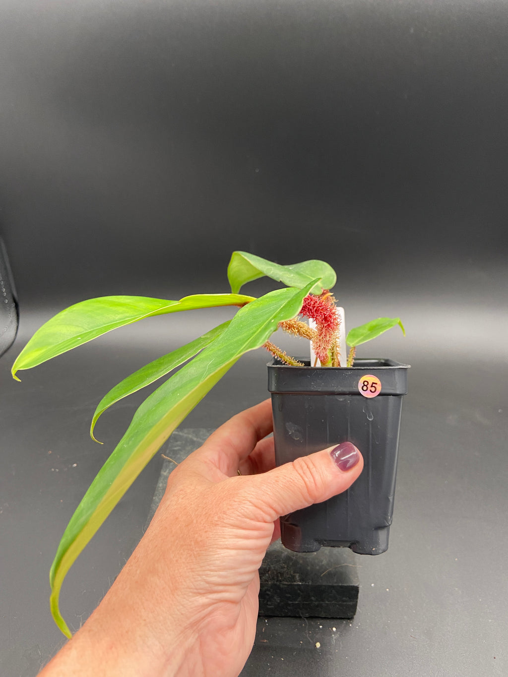 Philodendron Squamiferum — Grower's Choice