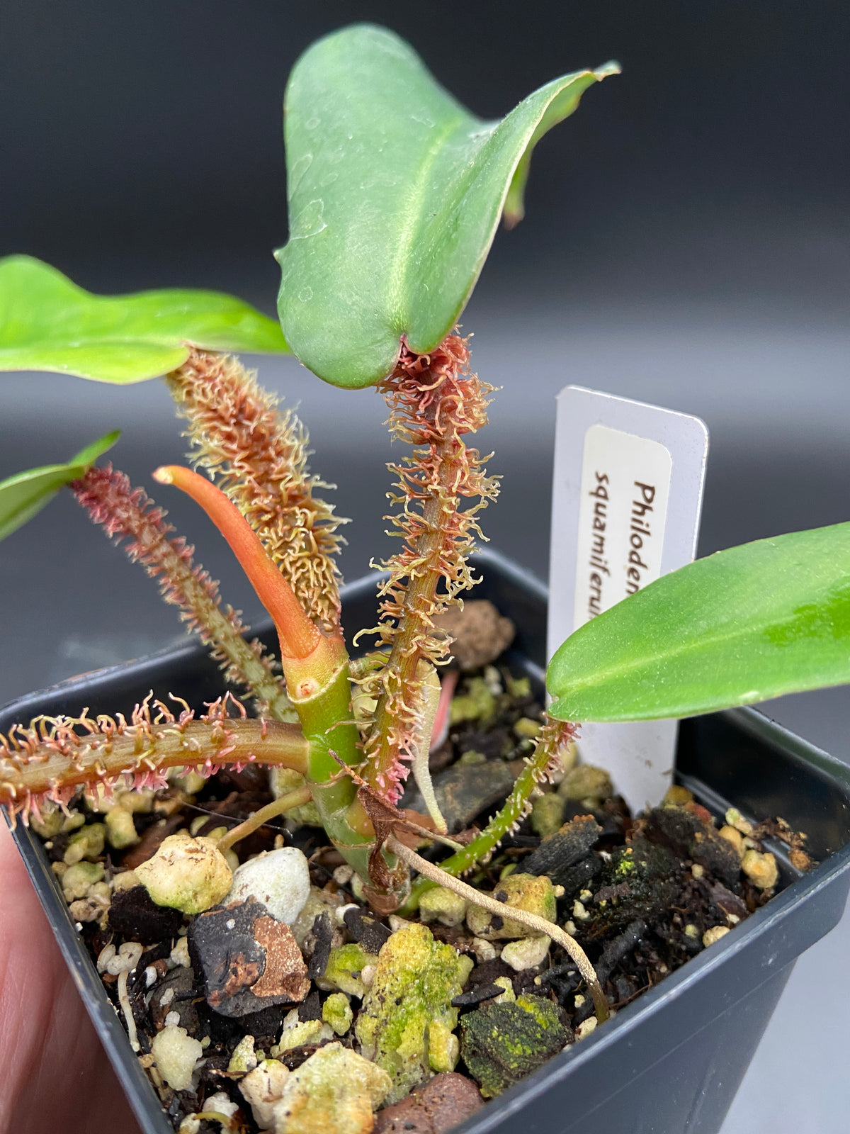Philodendron Squamiferum — Grower's Choice