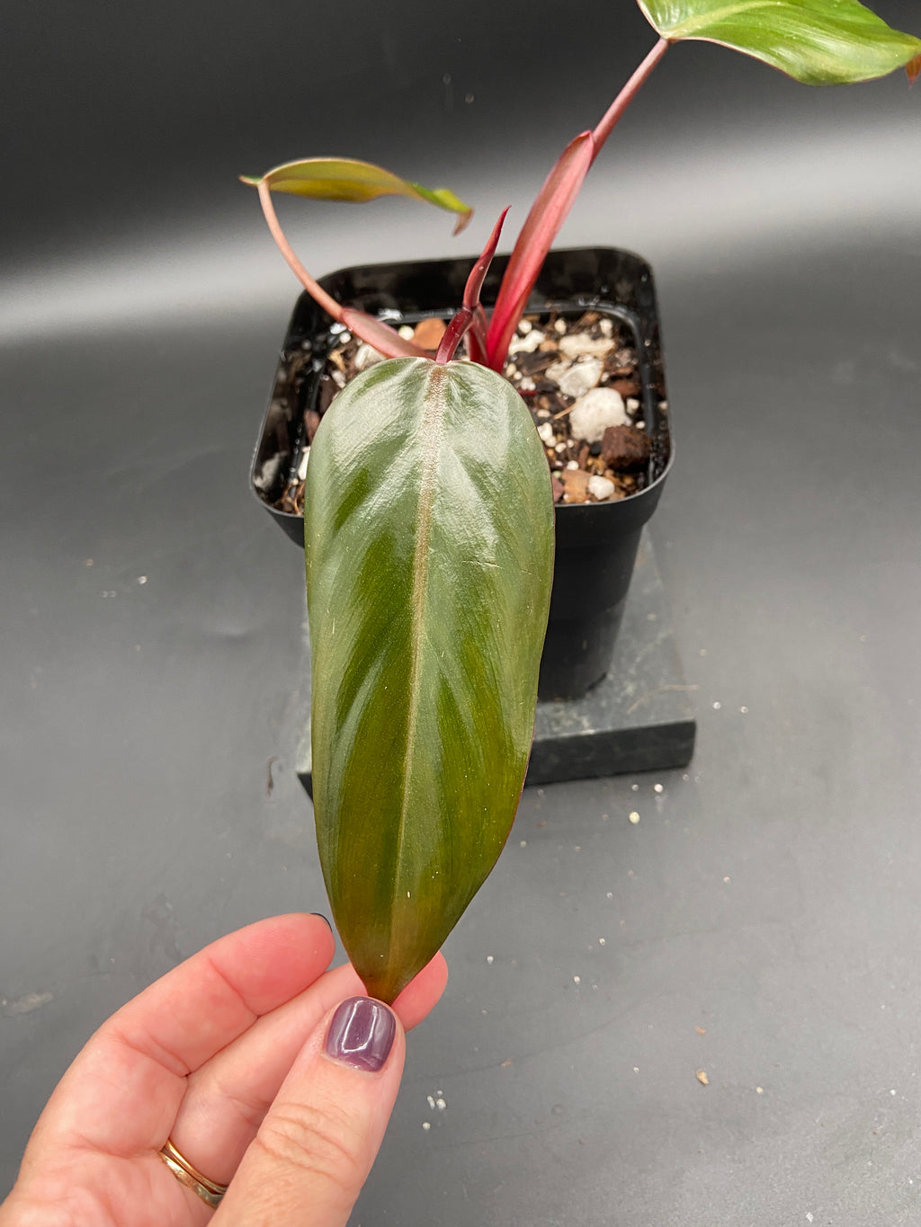 Philodendron Dark Lord — Grower's Choice