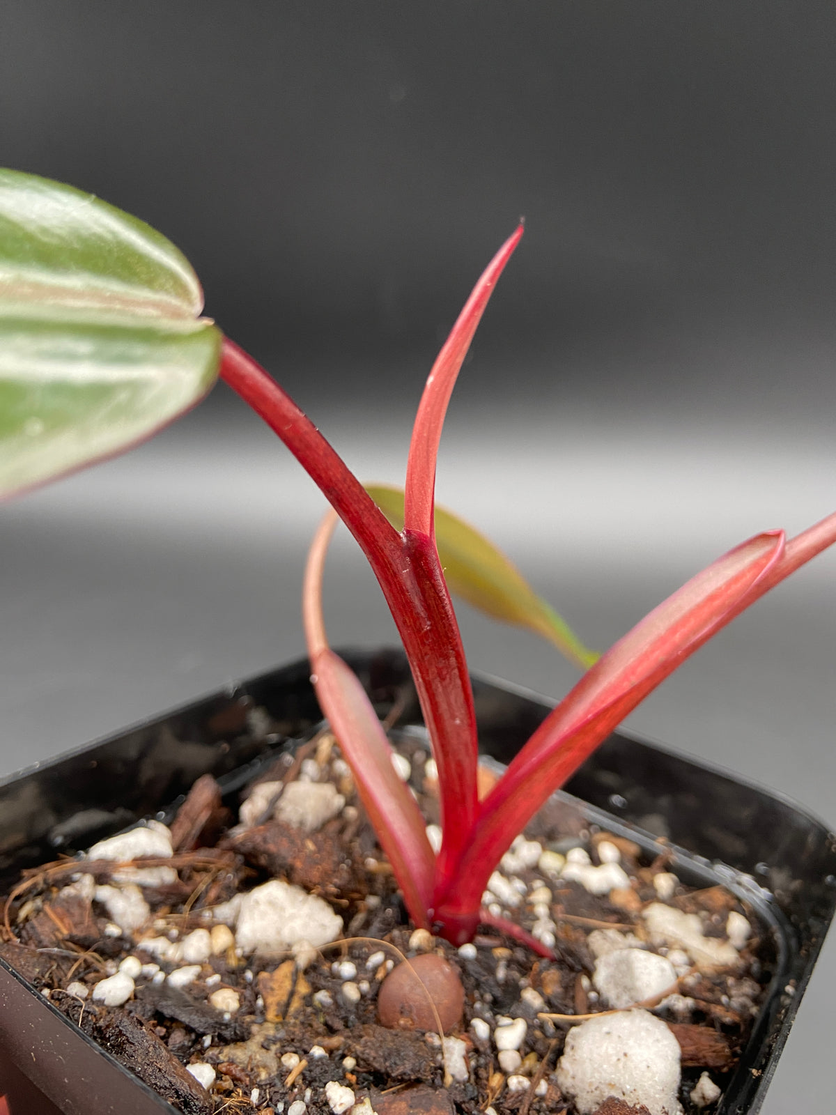 Philodendron Dark Lord — Grower's Choice