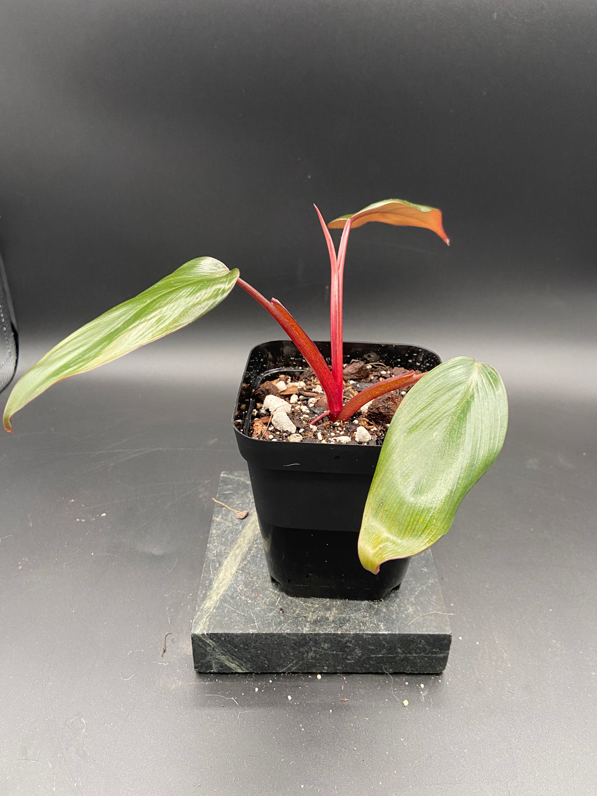 Philodendron Dark Lord — Grower's Choice
