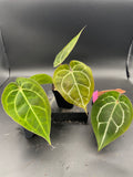 Anthurium Hybrid Trio - Growers Choice