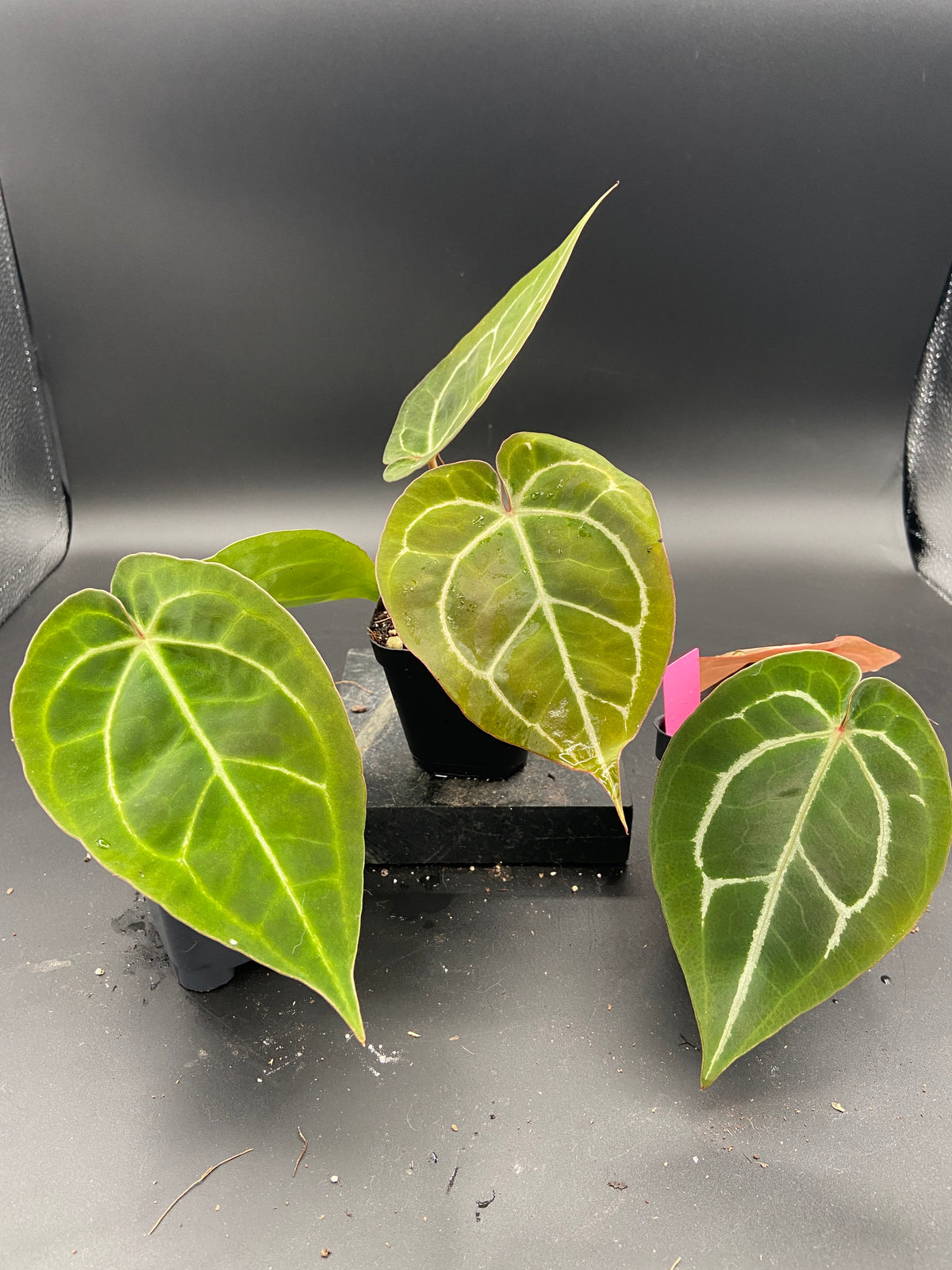 Anthurium Hybrid Trio - Growers Choice