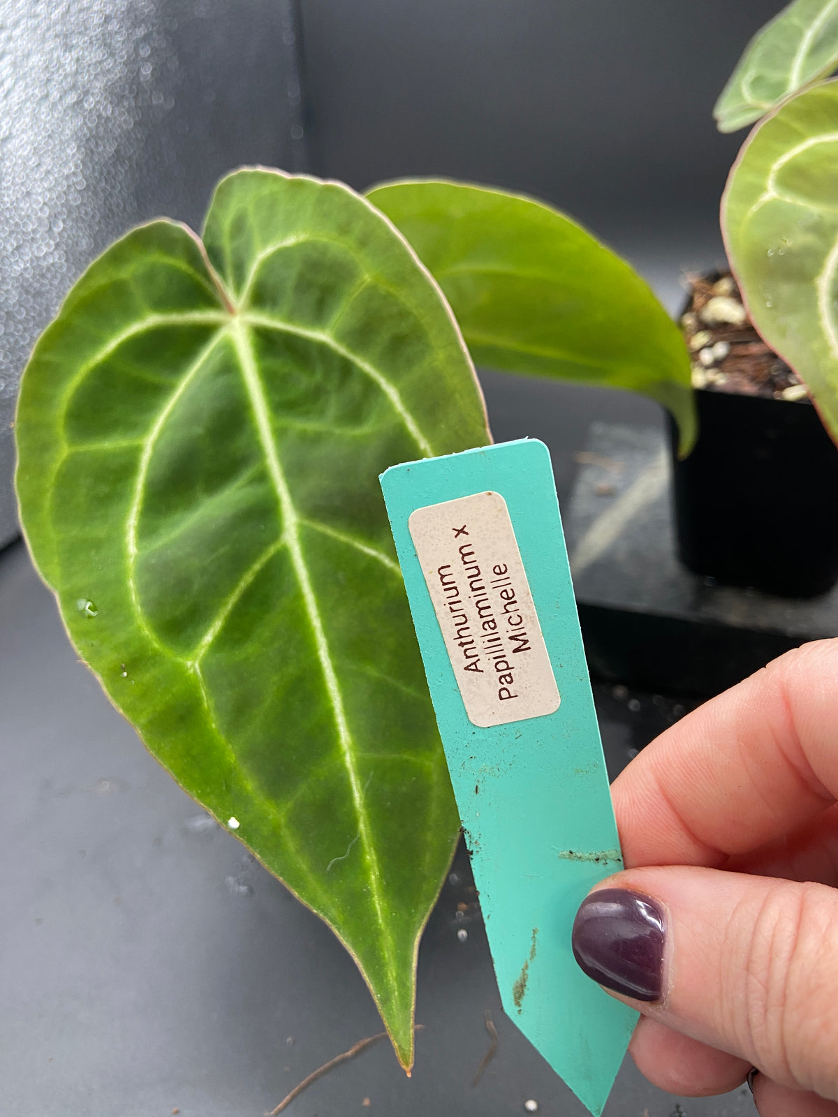 Anthurium Hybrid Trio - Growers Choice