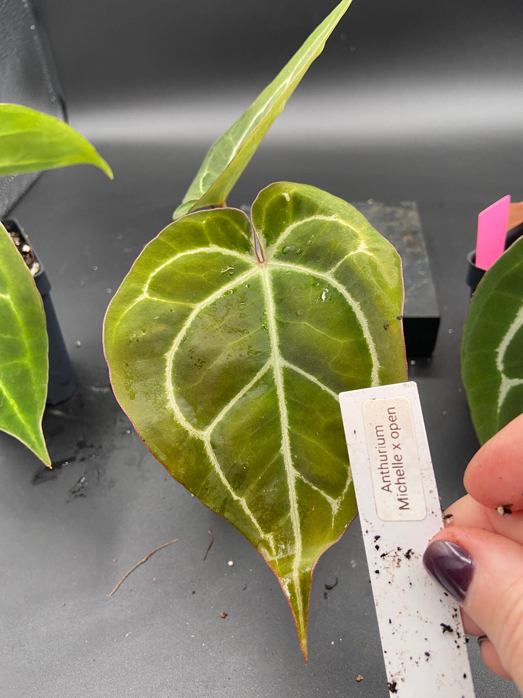 Anthurium Hybrid Trio - Growers Choice