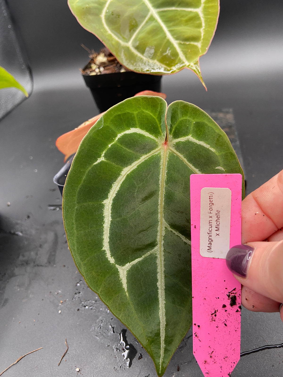 Anthurium Hybrid Trio - Growers Choice