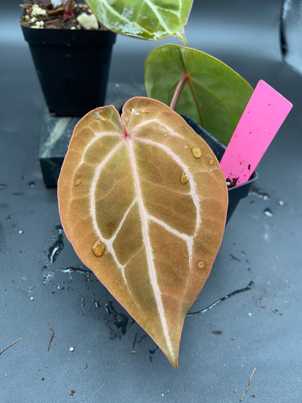 Anthurium Hybrid Trio - Growers Choice
